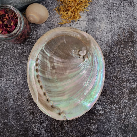 Abalone Shell | Extra Large